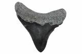 Serrated, Posterior Juvenile Megalodon Tooth - South Carolina #370440-1